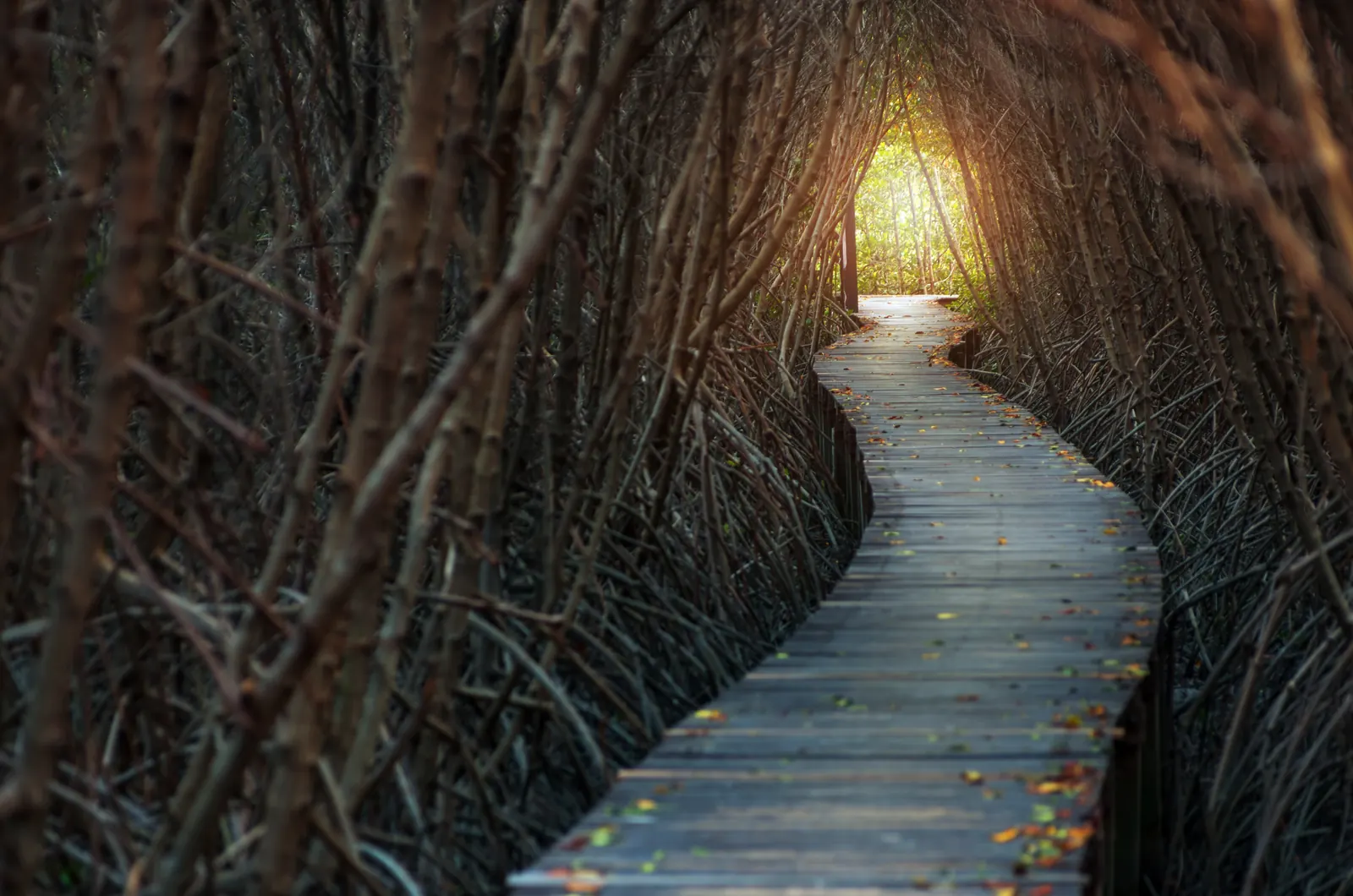 Boardwalk, path forward
